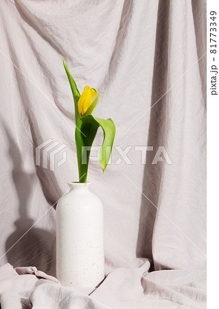 White vase with yellow tulip on drape fabric. Focus of shadows White vase with yellow tulip on drape fabric. Focus of shadows 81773349