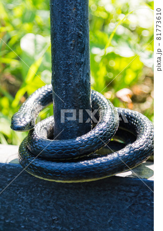 A black venomous snake on a sunny day in the park wrapped around a fence 81773610