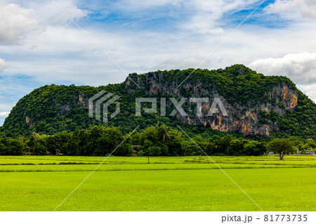 Rice fields that are ready to harvest against a mountain background, scenic view of rice fields against the sky Rice fields that are ready to harvest against a mountain background, scenic view of rice fields against the sky 81773735