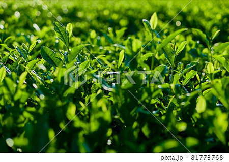 茶葉 81773768