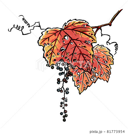 紅葉した一房のヤマブドウ　版画風 81773954