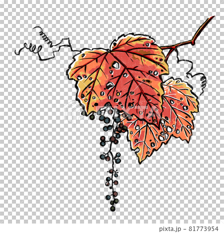 紅葉した一房のヤマブドウ　版画風 81773954