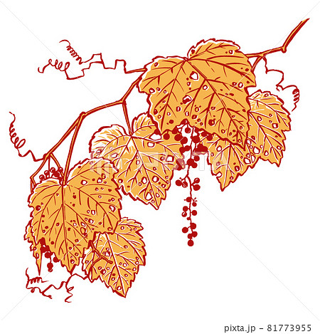 紅葉した二房のヤマブドウ 筆描き・2色塗り 紅葉した二房のヤマブドウ 筆描き・2色塗り 81773955