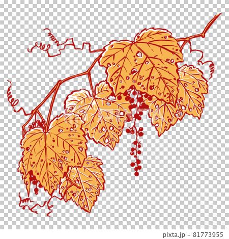 紅葉した二房のヤマブドウ 筆描き・2色塗り 紅葉した二房のヤマブドウ 筆描き・2色塗り 81773955