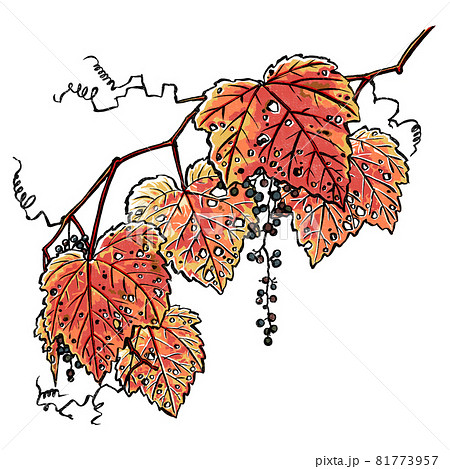 紅葉した二房のヤマブドウ　版画風 81773957