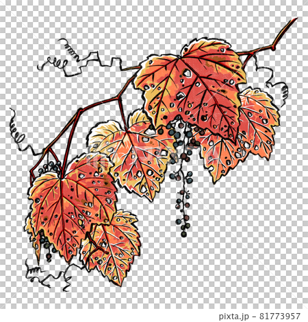 紅葉した二房のヤマブドウ　版画風 81773957