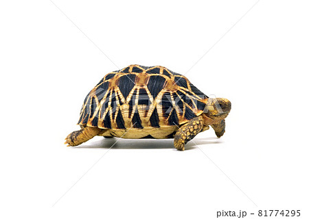 ホシガメ ビルマホシガメ 白バック ホシガメ ビルマホシガメ 白バック 81774295