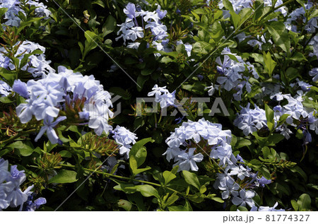 いちめんの花　ルリマツリ　プルンバコ 81774327