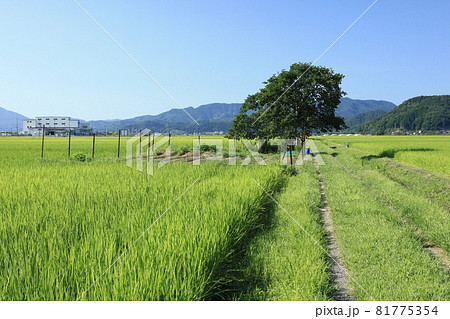 田んぼの農道 田んぼの農道 81775354
