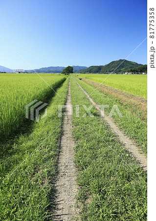 田んぼの農道 田んぼの農道 81775358
