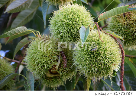 実ってきた栗のイガ 実ってきた栗のイガ 81775737