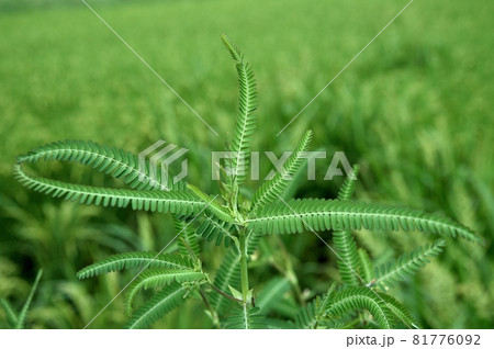 クサネムの葉 81776092