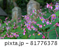 お寺で秋海棠 81776378