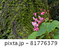 苔と秋海棠 81776379