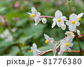 白い秋海棠 81776380