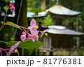 岩湧寺の秋海棠 81776381
