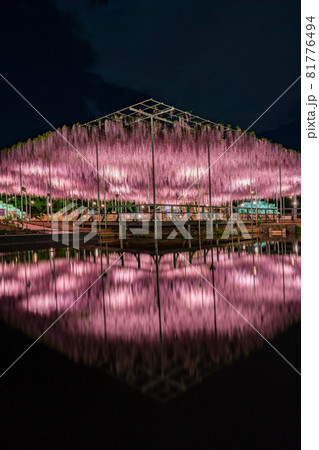 あしかがフラワーパーク　藤の花　満開　ライトアップ 81776494