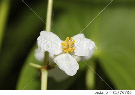 オモダカの花 オモダカの花 81776730