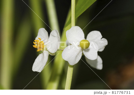 オモダカの花 オモダカの花 81776731