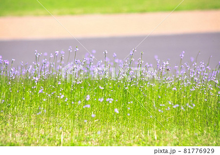 マツバウンランの花 81776929