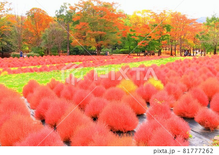 鮮やかな紅葉とコキアの群生 鮮やかな紅葉とコキアの群生 81777262