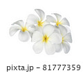 Frangipani flower isolated on white background 81777359