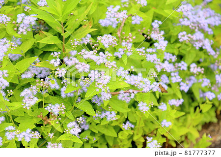 アゲラタムの花 アゲラタムの花 81777377