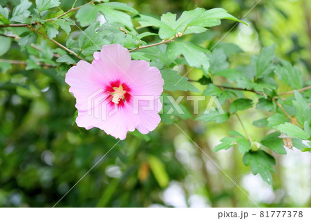 ムクゲの花 ムクゲの花 81777378