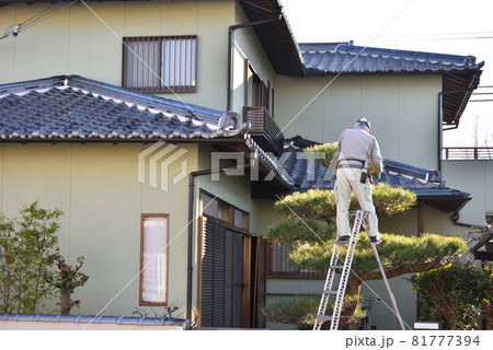 和風戸建て住宅　植木職人の剪定作業風景 81777394