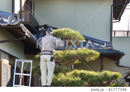 和風戸建て住宅　植木職人の剪定作業風景 81777396