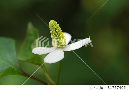 ドクダミの花が満開 ドクダミの花が満開 81777406