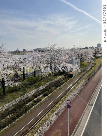 青空と桜並木が続くやすらぎ提の風景 青空と桜並木が続くやすらぎ提の風景 81777461