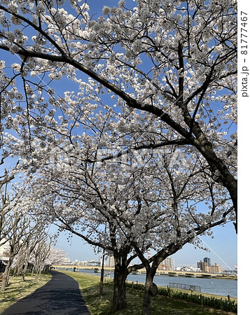 晴れた日の桜並木から見える昭和大橋 81777467