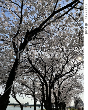 下から見上げた満開の桜 下から見上げた満開の桜 81777475