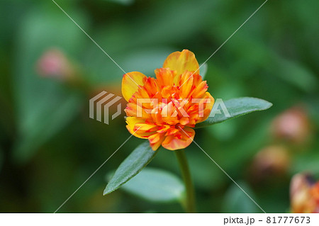 ポーチュラカの斑入り黄色花 八重咲き 緑背景 の写真素材