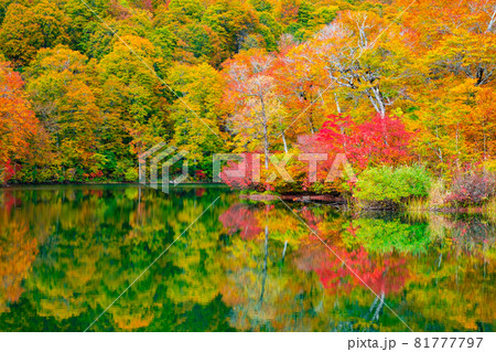 鎌池の紅葉 鎌池の紅葉 81777797