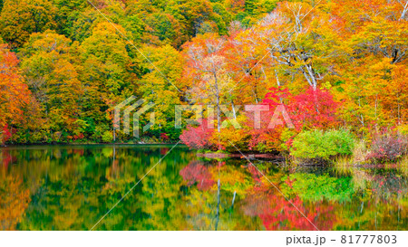 鎌池の紅葉 81777803