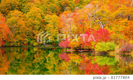 鎌池の紅葉 81777804