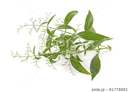 Kariyat,Andrographis paniculata leaf on white background Kariyat,Andrographis paniculata leaf on white background 81778062