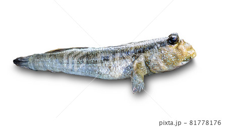 Mudskipper, Amphibious fish on white background 81778176