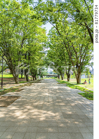 東京都 夏の緑が綺麗な町田市の鶴間公園の写真素材