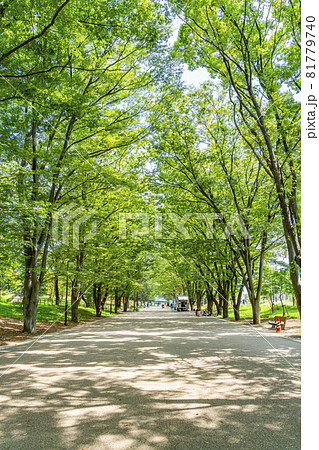 【東京都】夏の緑が綺麗な町田市の鶴間公園 【東京都】夏の緑が綺麗な町田市の鶴間公園 81779740