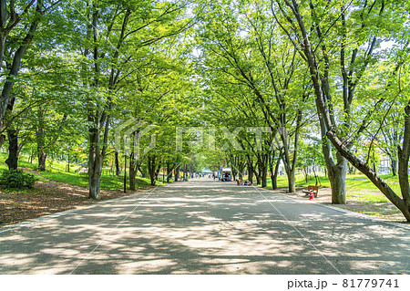 東京都 夏の緑が綺麗な町田市の鶴間公園の写真素材