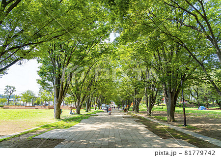 【東京都】夏の緑が綺麗な町田市の鶴間公園 81779742