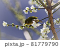 メジロ メジロ 81779790