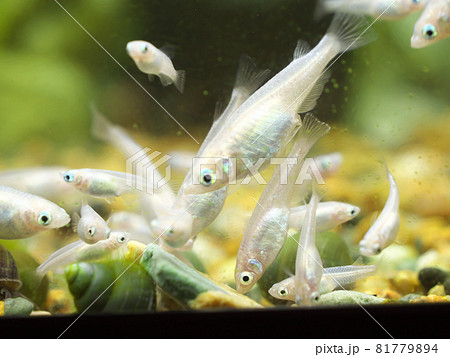 たにしの餌を食べるメダカの群れの写真素材