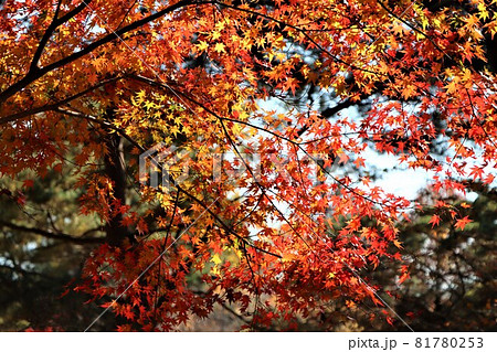 紅葉の間から秋の木漏れ日がさす 紅葉の間から秋の木漏れ日がさす 81780253