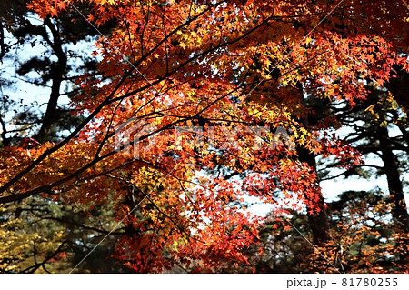 秋の気配は色付くモミジの紅葉から 秋の気配は色付くモミジの紅葉から 81780255