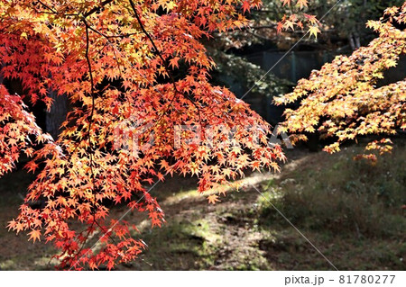 植物園の陽だまりに鮮やかなモミジが色を添える 植物園の陽だまりに鮮やかなモミジが色を添える 81780277