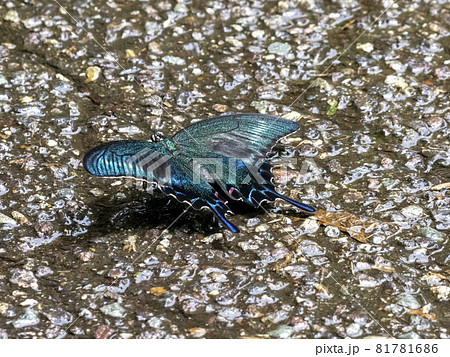 道で吸水するミヤマカラスアゲハ 81781686